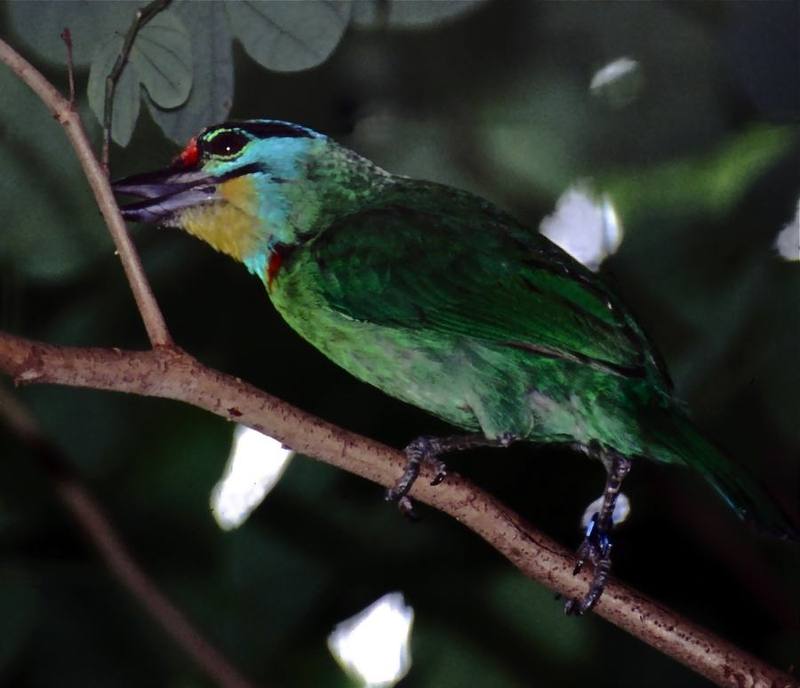 Black-browed Barbet
