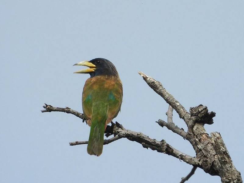 Great Barbet