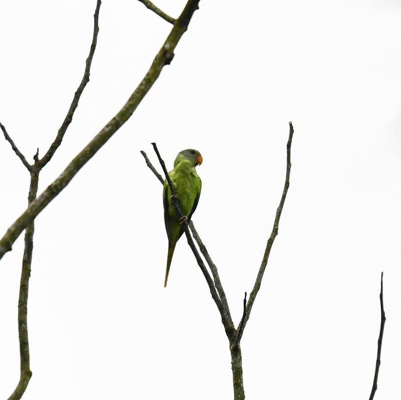 Grey-headed Parakeet