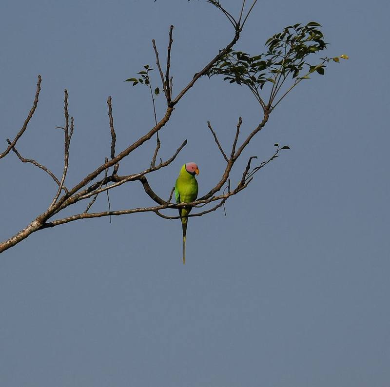 Blossom-headed Parakeet