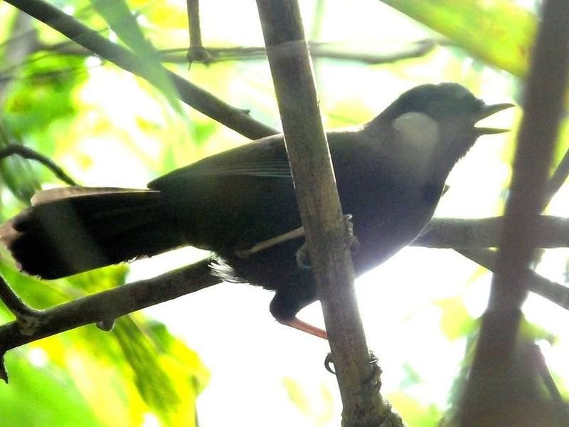 Black-throated Laughingthrush