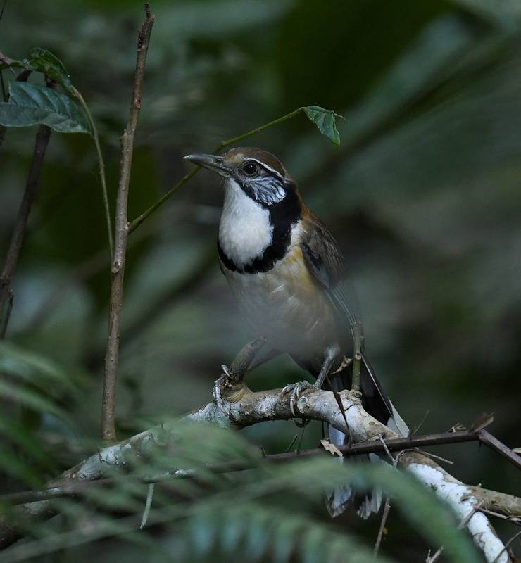 Greater Necklaced Laughingthrush