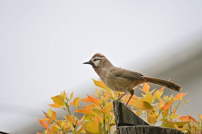 White-browed Laughingthrush