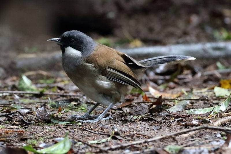 White-cheeked Laughingthrush