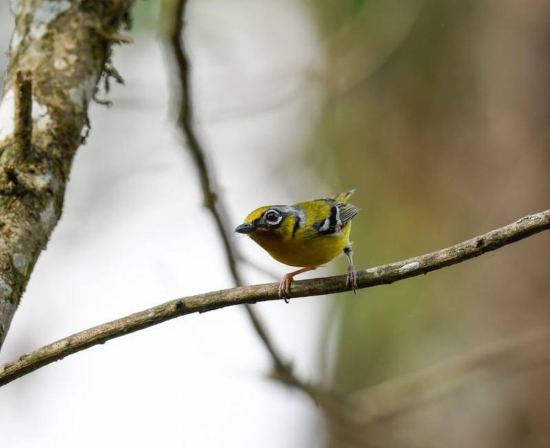 Black-eared Shrike-babbler