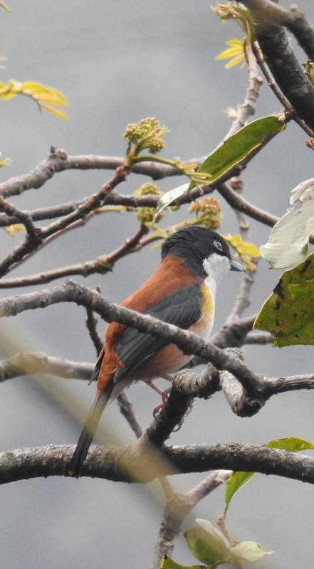 Black-headed Shrike-babbler