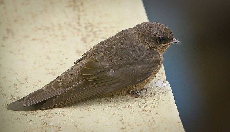 Dusky Crag Martin