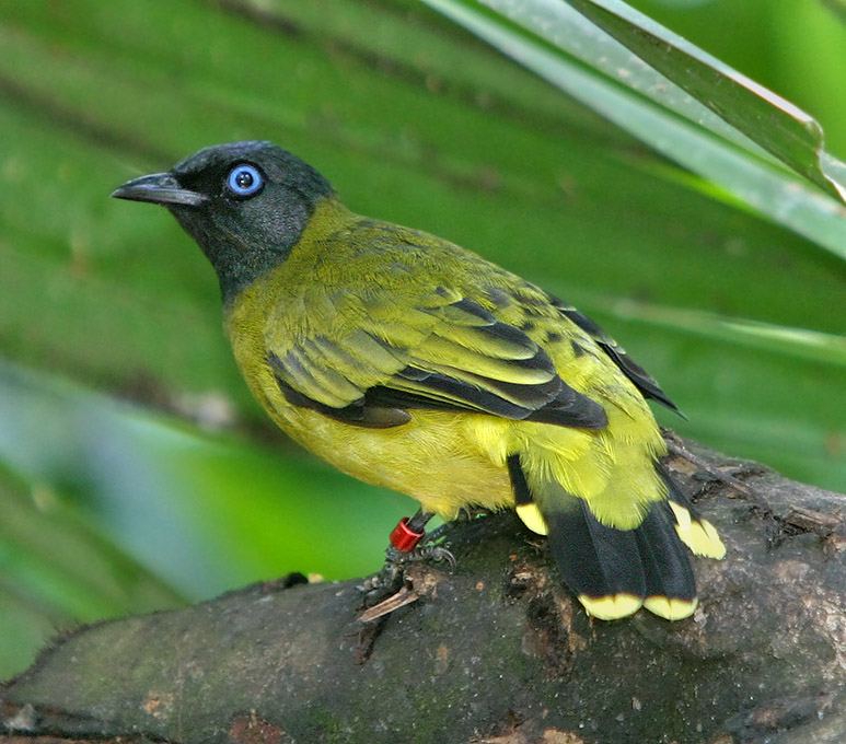 Black-headed Bulbul