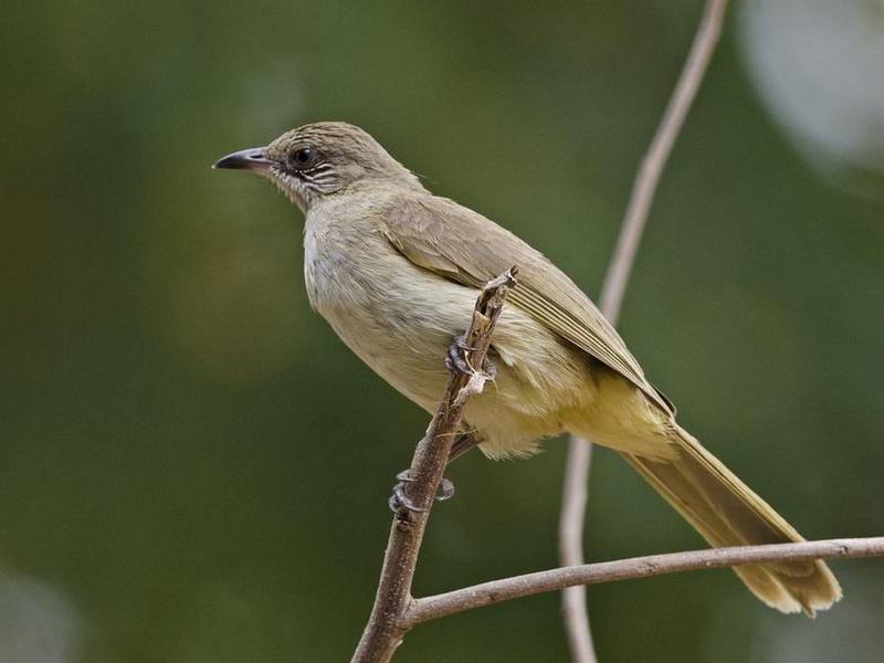 Streak-eared Bulbul