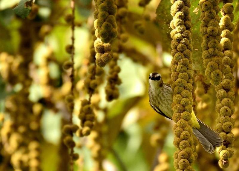 Yellow-vented Bulbul