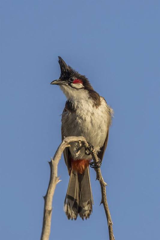Red-whiskered Bulbul