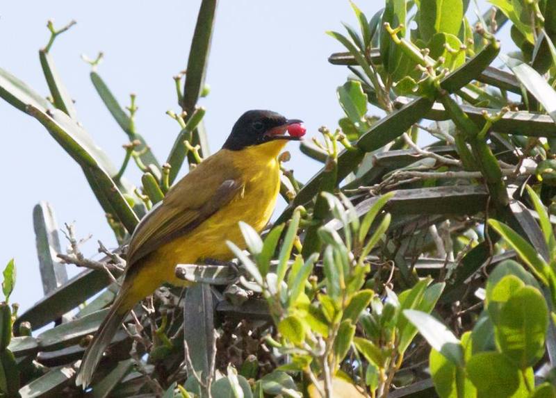 Black-capped Bulbul