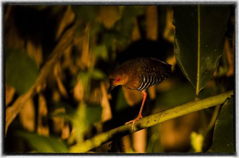 Red-legged Crake