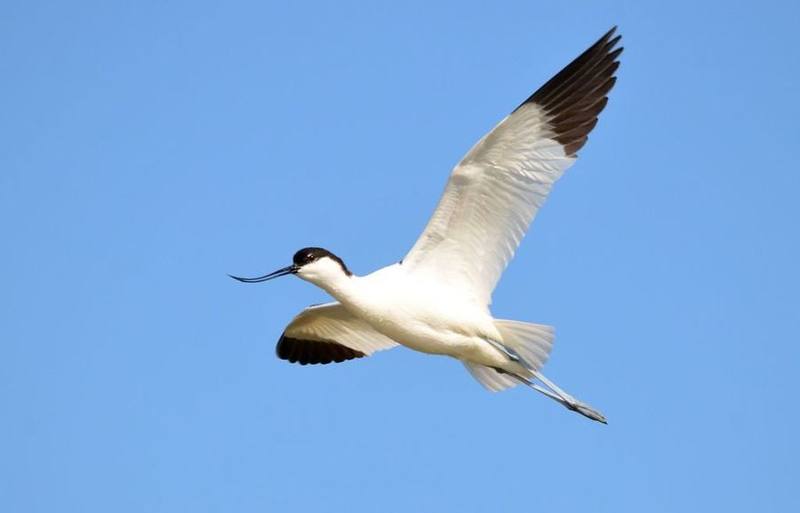 Pied Avocet