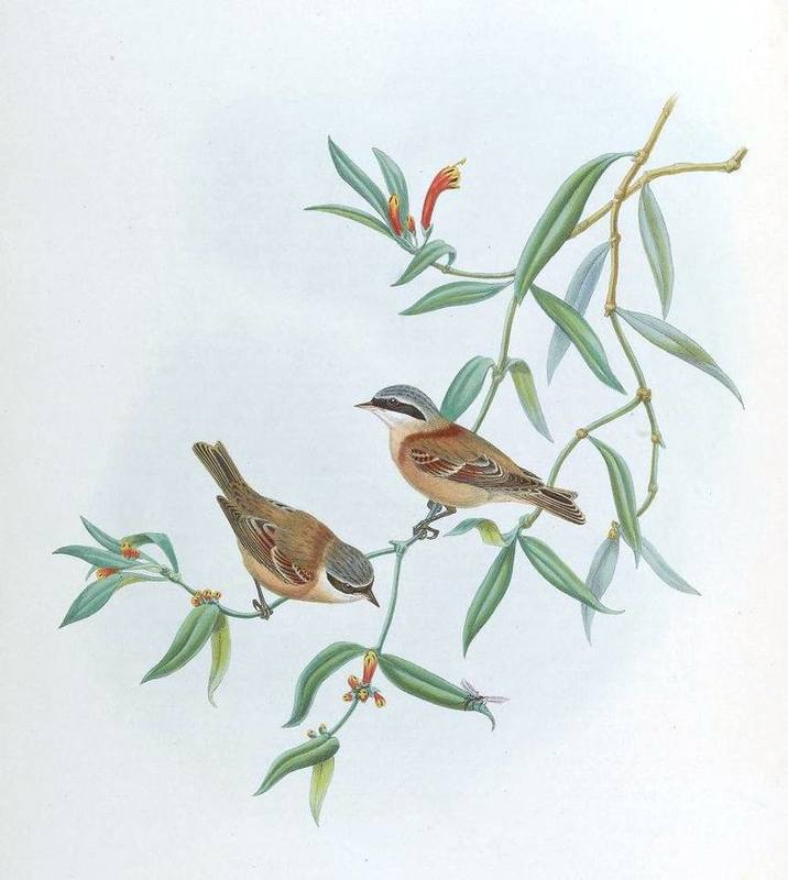 Chinese Penduline Tit