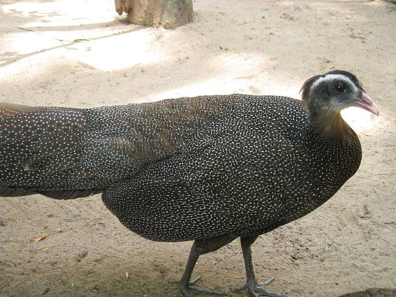 Vietnamese Crested Argus