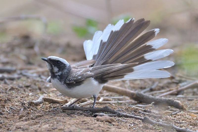 White-browed Fantail