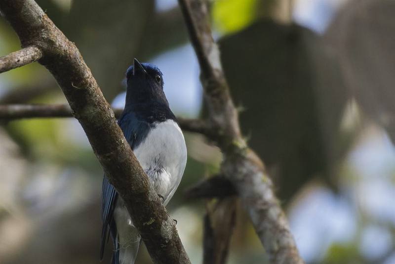 Sunda Pied Fantail