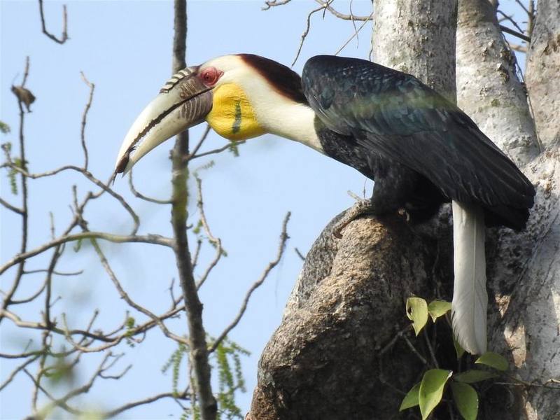 Wreathed Hornbill