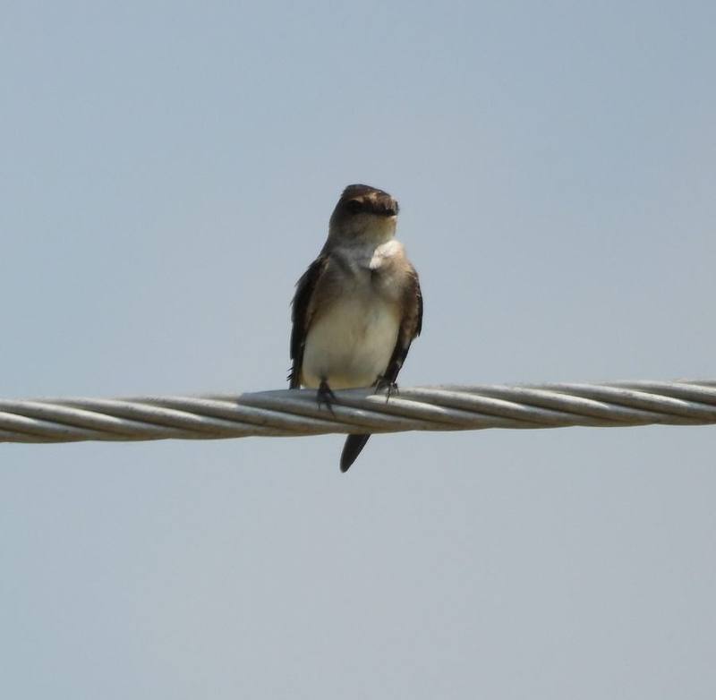 Grey-throated Martin
