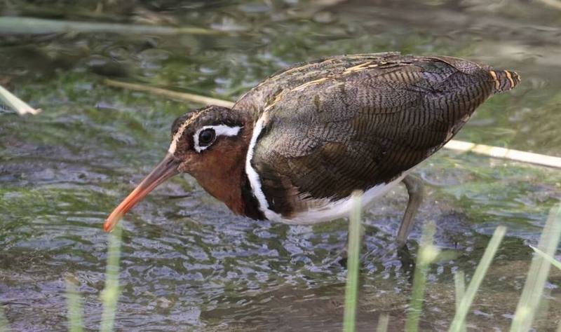 Greater Painted-snipe