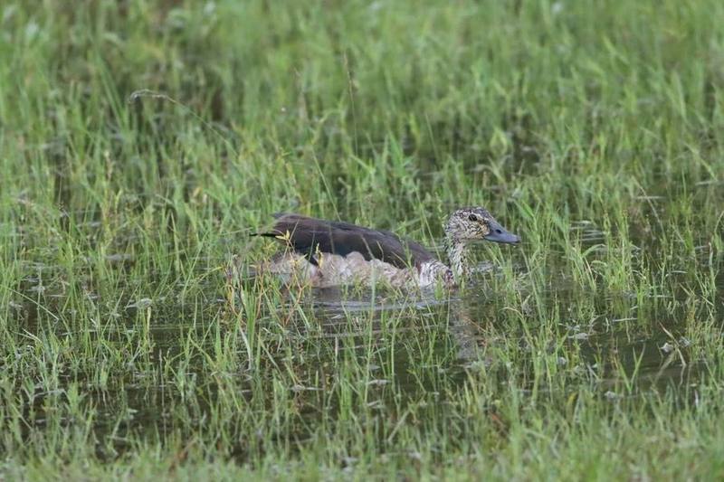 Knob-billed Duck