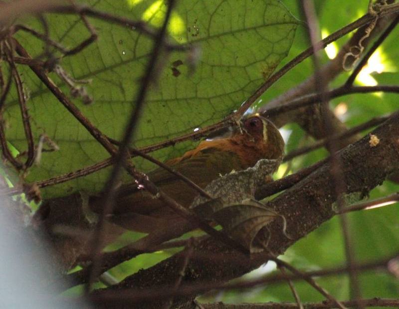 White-browed Piculet
