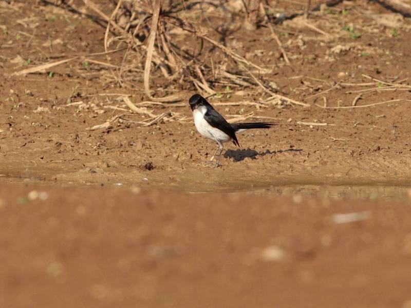 Jerdon's Bush Chat