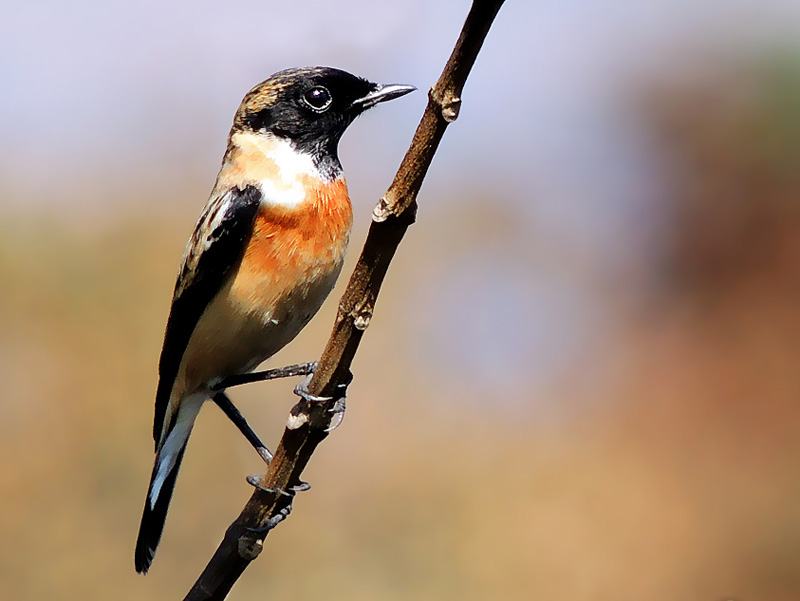 Siberian Stonechat