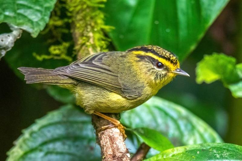 Yellow-throated Fulvetta
