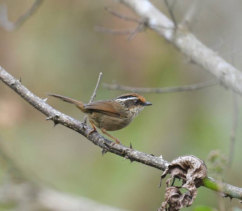 Rusty-capped Fulvetta