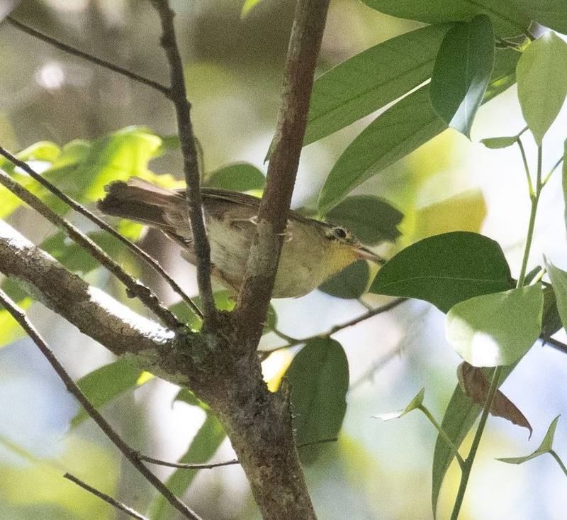 Black-crowned Fulvetta