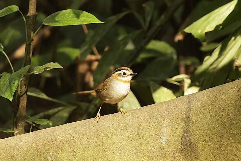 Rufous-throated Fulvetta