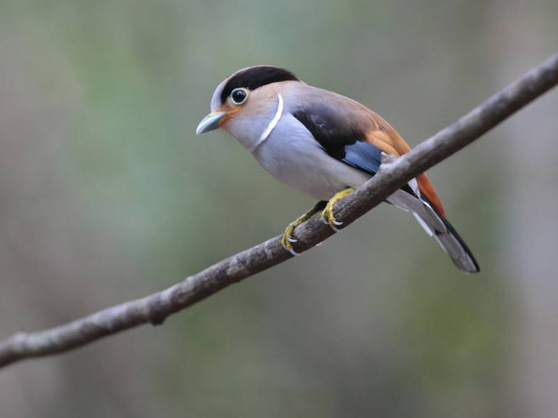 Silver-breasted Broadbill