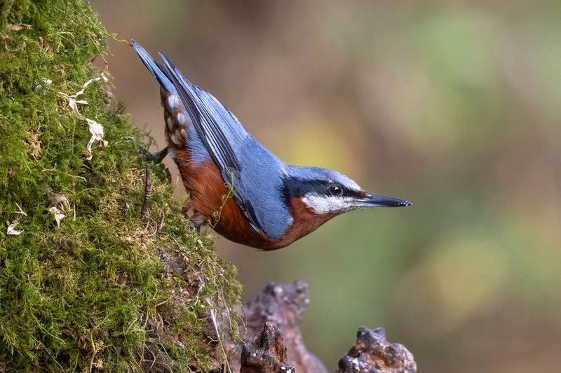 Chestnut-bellied Nuthatch