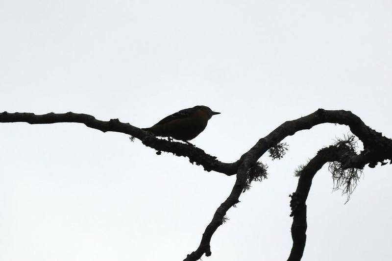Beautiful Nuthatch