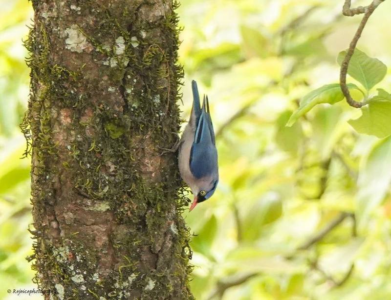 Velvet-fronted Nuthatch