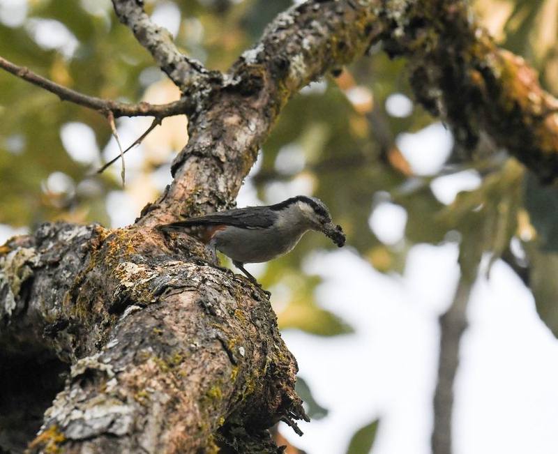 Chestnut-vented Nuthatch