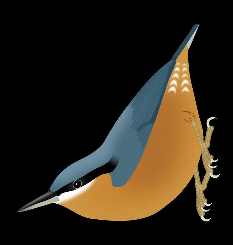 Burmese Nuthatch