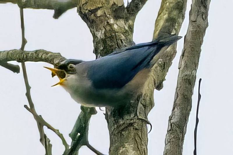 Yellow-billed Nuthatch