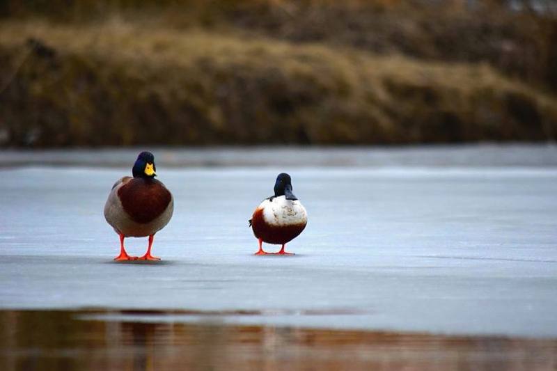 Northern Shoveler