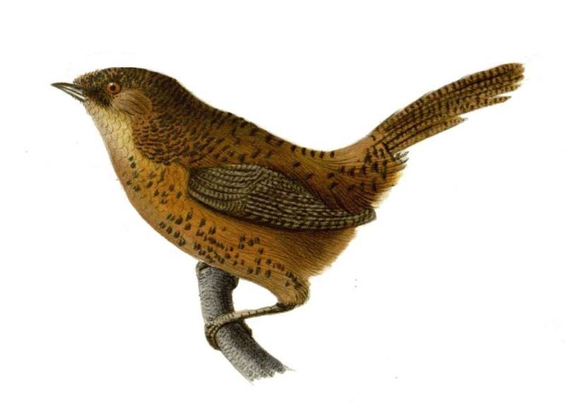 Bar-winged Wren-Babbler