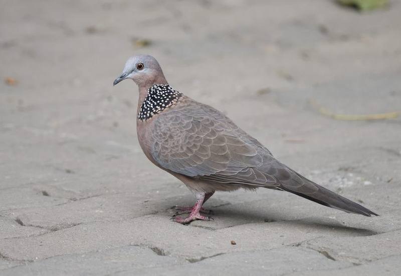 Spotted Dove