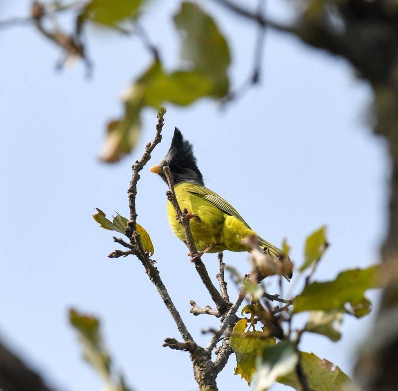 Crested Finchbill