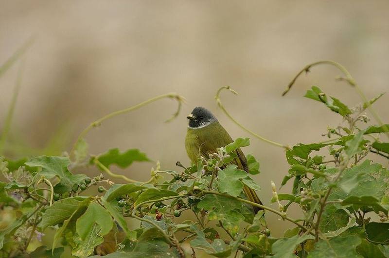 Collared Finchbill