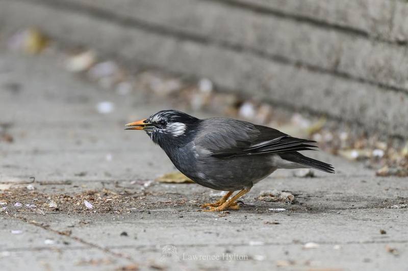 White-cheeked Starling