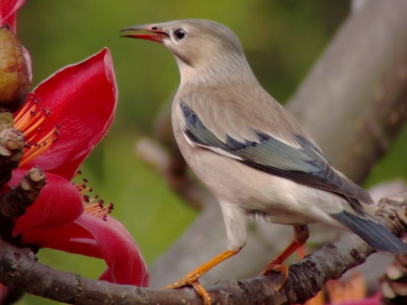 Red-billed Starling
