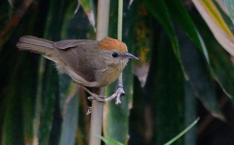 Rufous-Fronted Babbler