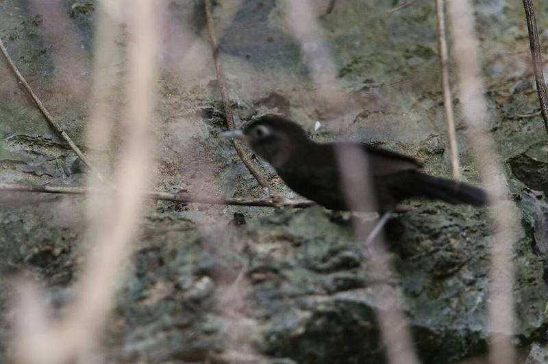 Sooty Babbler