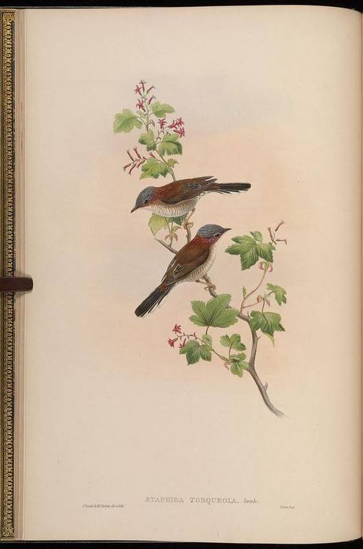 Indochinese Yuhina